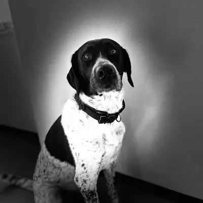 Otto